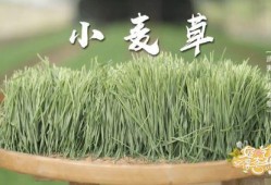 青草合集在线观看,在线观看，感受青春的律动与梦想的翅膀